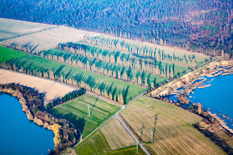 Aerial view of Rows of poplars between fields in Durmersheim in the state Baden-Wuerttemberg, Germany