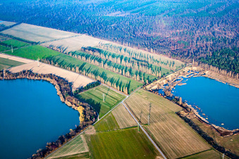 Aerial photograpy of Rows of poplars between fields in Durmersheim in the state Baden-Wuerttemberg, Germany