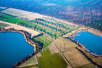 Oblique view of Rows of poplars between fields in Durmersheim in the state Baden-Wuerttemberg, Germany