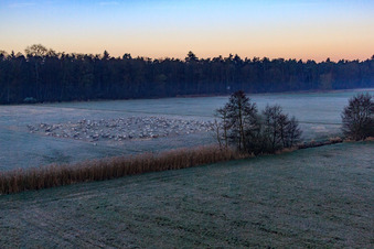 Neugraben in the Otterbach lowlands in the morning mist in Freckenfeld in the state Rhineland-Palatinate, Germany from above