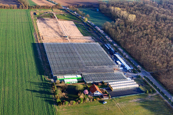 Aerial view of Greenhouses of Fehmel Gemüse in the district Dreihof in Essingen in the state Rhineland-Palatinate, Germany