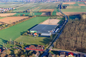 Oblique view of Greenhouses of Fehmel Gemüse in the district Dreihof in Essingen in the state Rhineland-Palatinate, Germany