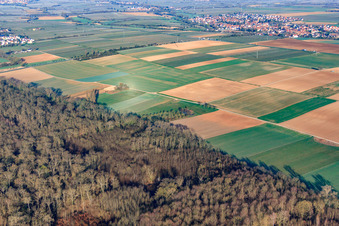 Forest edge at Hofgraben in the district Dreihof in Essingen in the state Rhineland-Palatinate, Germany