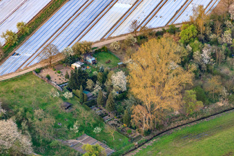 Aerial view of Gardens at the Rheinzaberner Randgraben in Rheinzabern in the state Rhineland-Palatinate, Germany