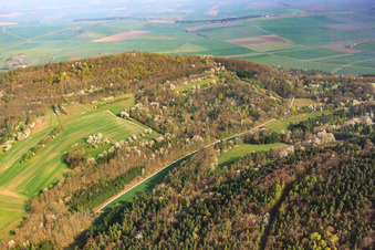 Flowering fruit trees in a clearing in Sulzdorf an der Lederhecke in the state Bavaria, Germany