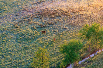 Grazing cattle in the Billigheimer Bruch nature reserve in the district Mühlhofen in Billigheim-Ingenheim in the state Rhineland-Palatinate, Germany