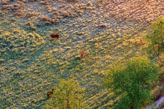 Aerial view of Grazing cattle in the Billigheimer Bruch nature reserve in the district Mühlhofen in Billigheim-Ingenheim in the state Rhineland-Palatinate, Germany