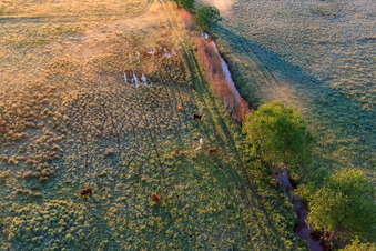 Oblique view of Grazing cattle in the Billigheimer Bruch nature reserve in the district Mühlhofen in Billigheim-Ingenheim in the state Rhineland-Palatinate, Germany