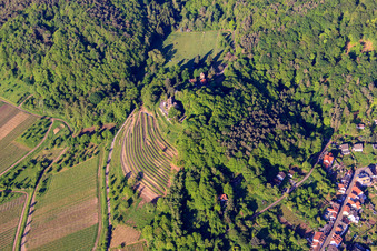 Steep vineyard below Kropsburg Castle in the district SaintMartin in Sankt Martin in the state Rhineland-Palatinate, Germany