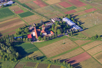 Viticulture Research Institute, JKI Institute for Grape Breeding Geilweilerhof in Siebeldingen in the state Rhineland-Palatinate, Germany