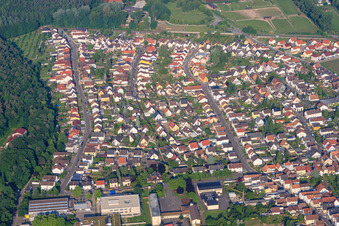 Light oaks in Rülzheim in the state Rhineland-Palatinate, Germany