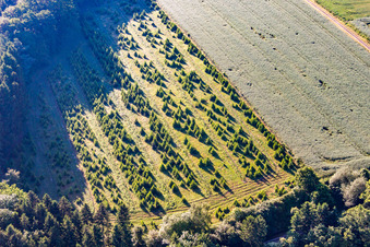 Christmas tree plantation in Lauenförde in the state Lower Saxony, Germany
