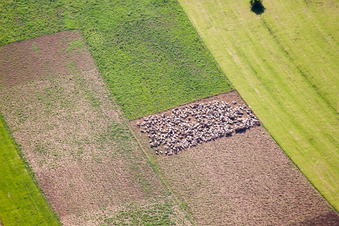 Sheep pen in fields in Gutsbezirk Münsingen in the state Baden-Wuerttemberg, Germany