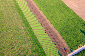 Aerial view of Many busy hands at the lettuce harvest in the Palatinate in Mutterstadt in the state Rhineland-Palatinate, Germany