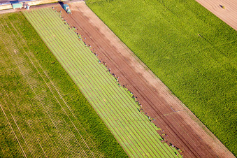 Harvest use of heavy agricultural machinery - combine harvesters and harvesting vehicles on agricultural fields in Mutterstadt in the state Rhineland-Palatinate