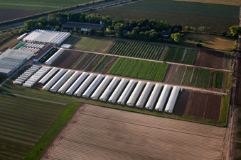 Oblique view of Enza Zaden Germany GmbH in the district Dannstadt in Dannstadt-Schauernheim in the state Rhineland-Palatinate, Germany