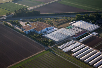 Enza Zaden Germany GmbH in the district Dannstadt in Dannstadt-Schauernheim in the state Rhineland-Palatinate, Germany from above