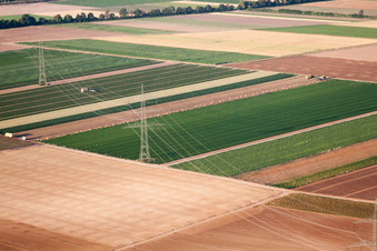 Vegetable harvest in the Palatinate in the district Dannstadt in Dannstadt-Schauernheim in the state Rhineland-Palatinate, Germany