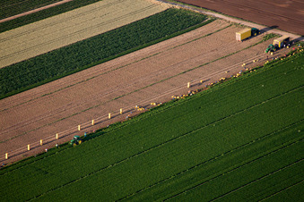 Harvest use of heavy agricultural machinery - combine harvesters and harvesting vehicles on agricultural fields in Boehl-Iggelheim in the state Rhineland-Palatinate