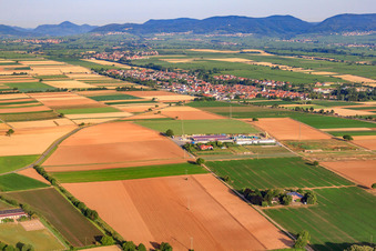 Vegetable cultivation - Dieter Stubenbordt from Osten in Zeiskam in the state Rhineland-Palatinate, Germany