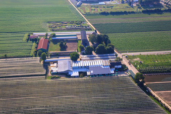 Aerial view of Obsthof Zapf and Hofcafé and Uwe Nauerth - Tobacco production in the Holderbühler Hof and in Kandel in the state Rhineland-Palatinate, Germany