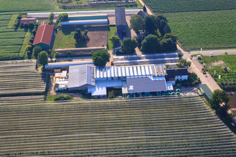 Aerial photograpy of Obsthof Zapf and Hofcafé and Uwe Nauerth - Tobacco production in the Holderbühler Hof and in Kandel in the state Rhineland-Palatinate, Germany