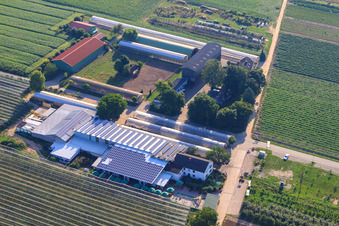 Obsthof Zapf and Hofcafé and Uwe Nauerth - Tobacco production in the Holderbühler Hof and in Kandel in the state Rhineland-Palatinate, Germany out of the air