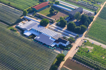 Obsthof Zapf and Hofcafé and Uwe Nauerth - Tobacco production in the Holderbühler Hof and in Kandel in the state Rhineland-Palatinate, Germany seen from above