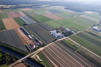 Obsthof Zapf and Hofcafé and Uwe Nauerth - Tobacco production in the Holderbühler Hof and in Kandel in the state Rhineland-Palatinate, Germany from the plane