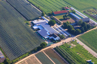 Obsthof Zapf and Hofcafé and Uwe Nauerth - Tobacco production in the Holderbühler Hof and in Kandel in the state Rhineland-Palatinate, Germany viewn from the air
