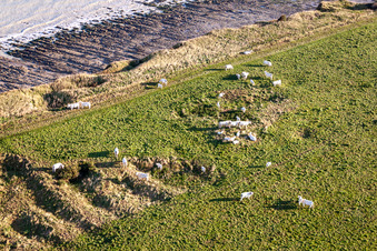 Veau's presale in Saint-Quentin-la-Motte-Croix-au-Bailly in the state Somme, France