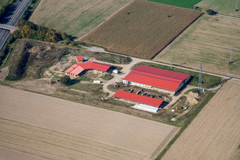 Bird's eye view of Chicken farm egg farm in Erlenbach bei Kandel in the state Rhineland-Palatinate, Germany