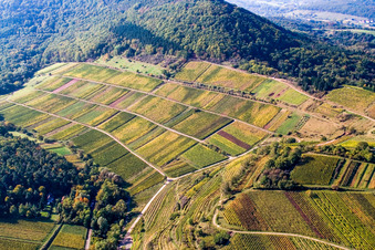 Kastanienbusch vineyard "Keschdebusch in Birkweiler in the state Rhineland-Palatinate, Germany
