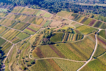 Aerial view of Kastanienbusch vineyard "Keschdebusch in Birkweiler in the state Rhineland-Palatinate, Germany