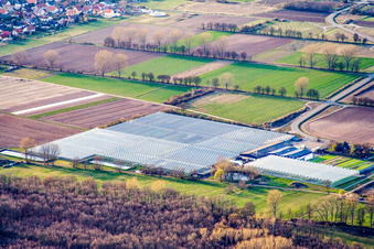 Rudolf Sinn young plants in the district Niederlustadt in Lustadt in the state Rhineland-Palatinate, Germany