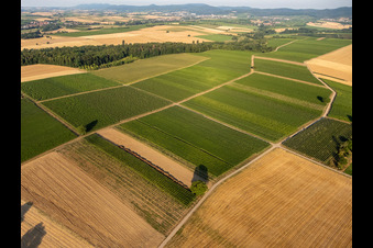 Aerial photograpy of Fields and vineyards around Billigheim in the district Ingenheim in Billigheim-Ingenheim in the state Rhineland-Palatinate, Germany
