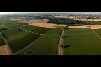 Fields and vineyards between Barbelroth and Winden in Barbelroth in the state Rhineland-Palatinate, Germany