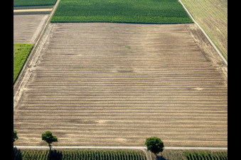 Fields in the district Ingenheim in Billigheim-Ingenheim in the state Rhineland-Palatinate, Germany