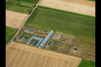 Vegetable cultivation in Steinweiler in the state Rhineland-Palatinate, Germany