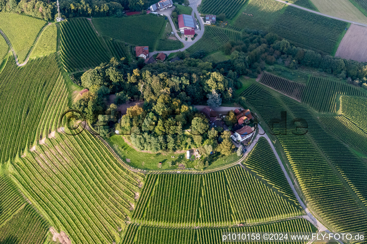 Fields of wine cultivation landscape in Oberkirch in the state Baden-Wurttemberg