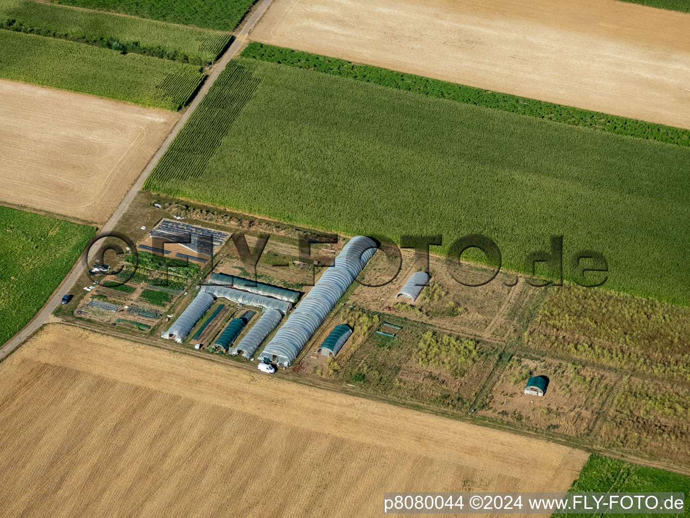 Vegetable farming in Steinweiler in the state Rhineland-Palatinate, Germany