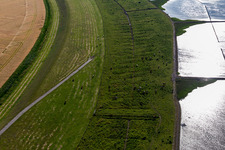 Eider dam with cattle in Wesselburenerkoog in the state Schleswig Holstein, Germany