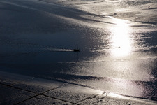 Eider in Karolinenkoog in the state Schleswig Holstein, Germany