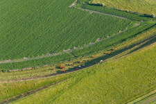 Cattle on the dike in the district Schülper Neuensiel in Wesselburenerkoog in the state Schleswig Holstein, Germany