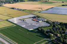 Glass roof surfaces in the greenhouse for vegetable growing ranks von Diener Hermann in Schuelperweide in the state Schleswig-Holstein, Germany