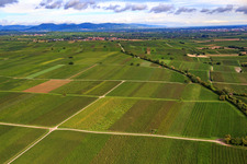 Vineyards towards Mörzheim in the district Appenhofen in Billigheim-Ingenheim in the state Rhineland-Palatinate, Germany