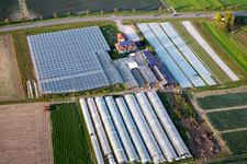 Farm shoop with Glass roof surfaces in the greenhouse for vegetable growing ranks in Herxheim bei Landau (Pfalz) in the state Rhineland-Palatinate, Germany
