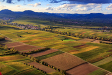 Upper Kalmitweg through the autumnal vineyards in Ilbesheim bei Landau in the state Rhineland-Palatinate, Germany
