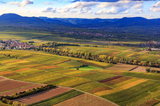 Aerial view of Upper Kalmitweg through the autumnal vineyards in Ilbesheim bei Landau in the state Rhineland-Palatinate, Germany