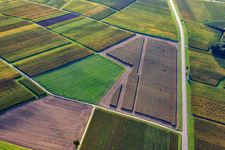 Polygonal pattern of partially harvested fields and vineyards in autumn in the district Ingenheim in Billigheim-Ingenheim in the state Rhineland-Palatinate, Germany